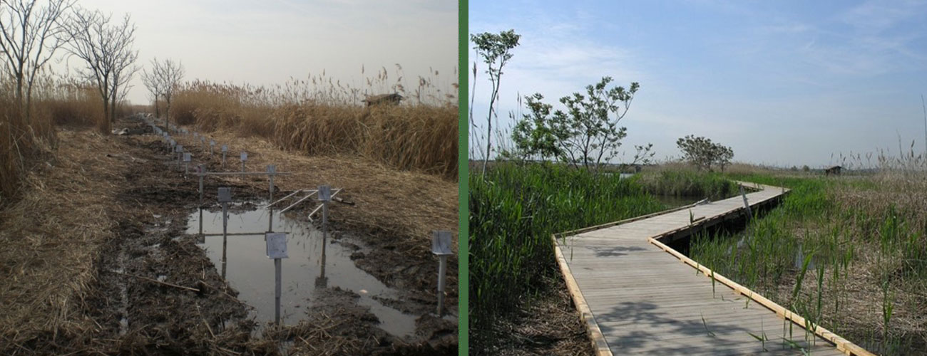 Marsh Discovery Trail Walkway